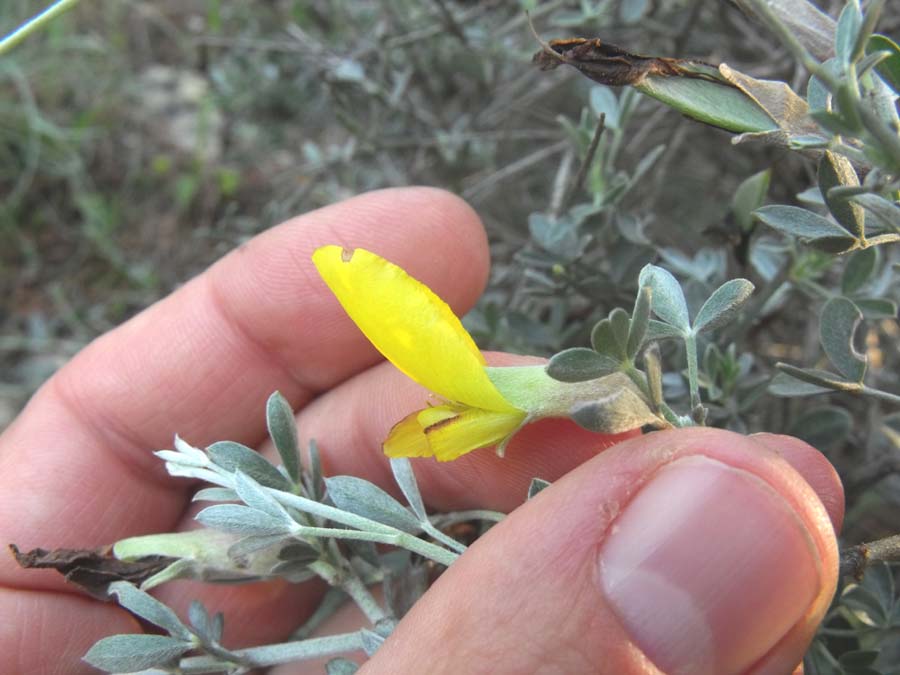 Cytisus spinescens / Citiso spinoso